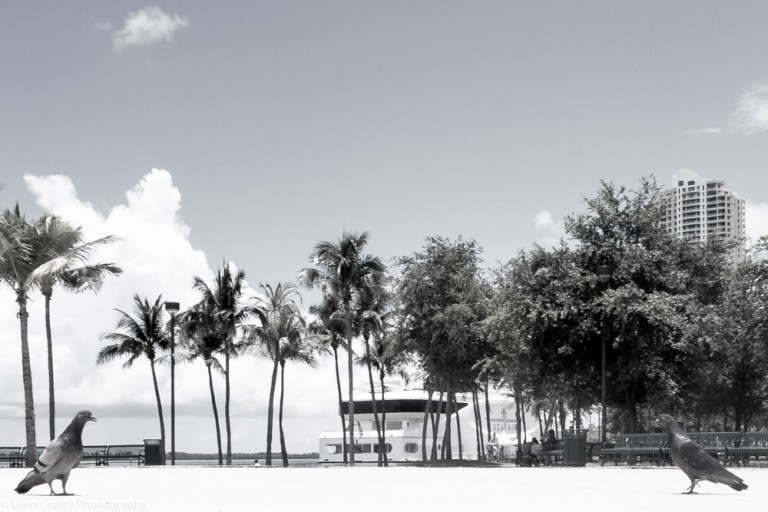 The pigeon Mexican standoff - street photography in Miami